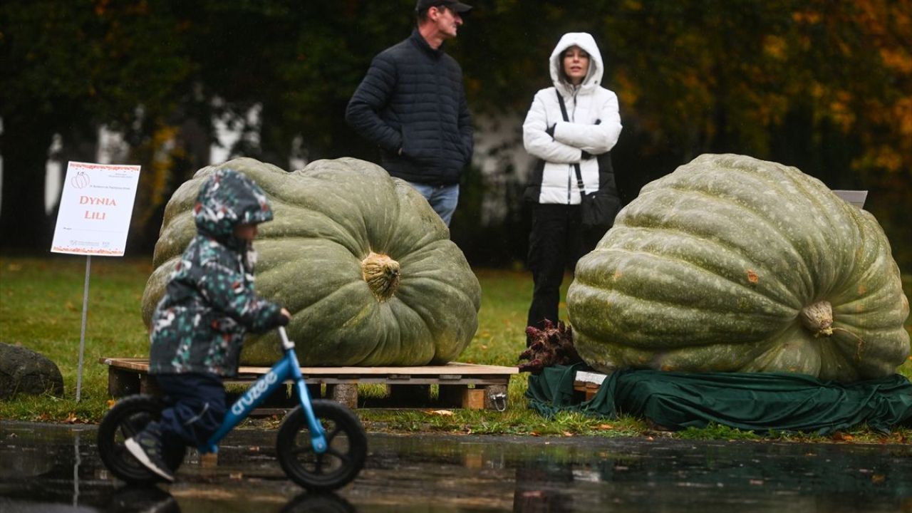 Dev Bal Kabağı Yarışması ( 546 kilogram ) 17