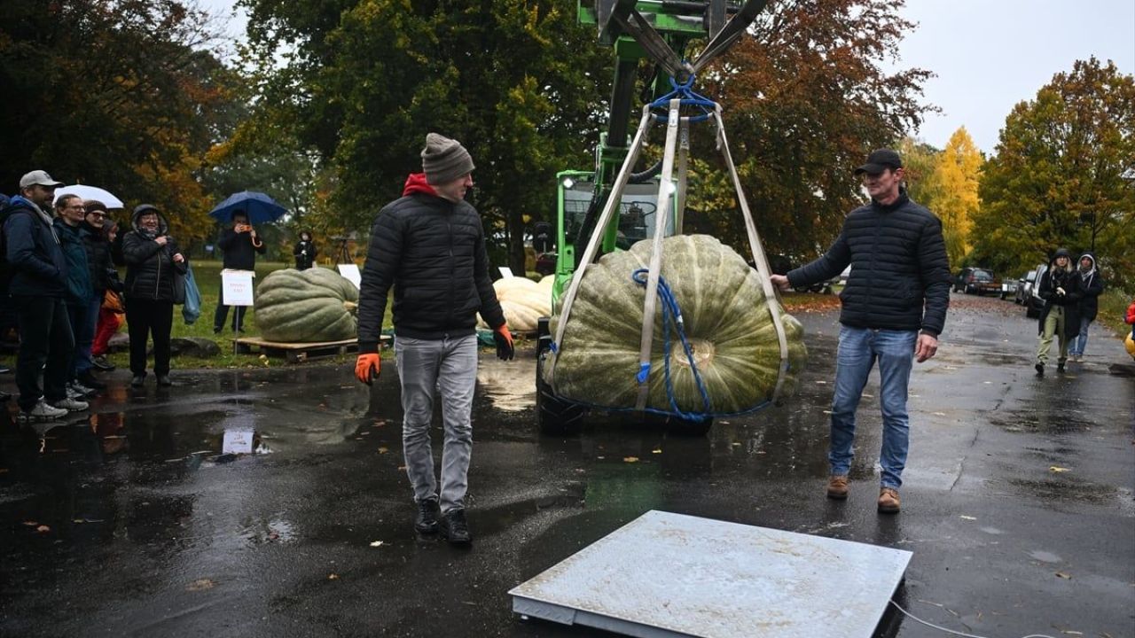 Dev Bal Kabağı Yarışması ( 546 kilogram ) 9