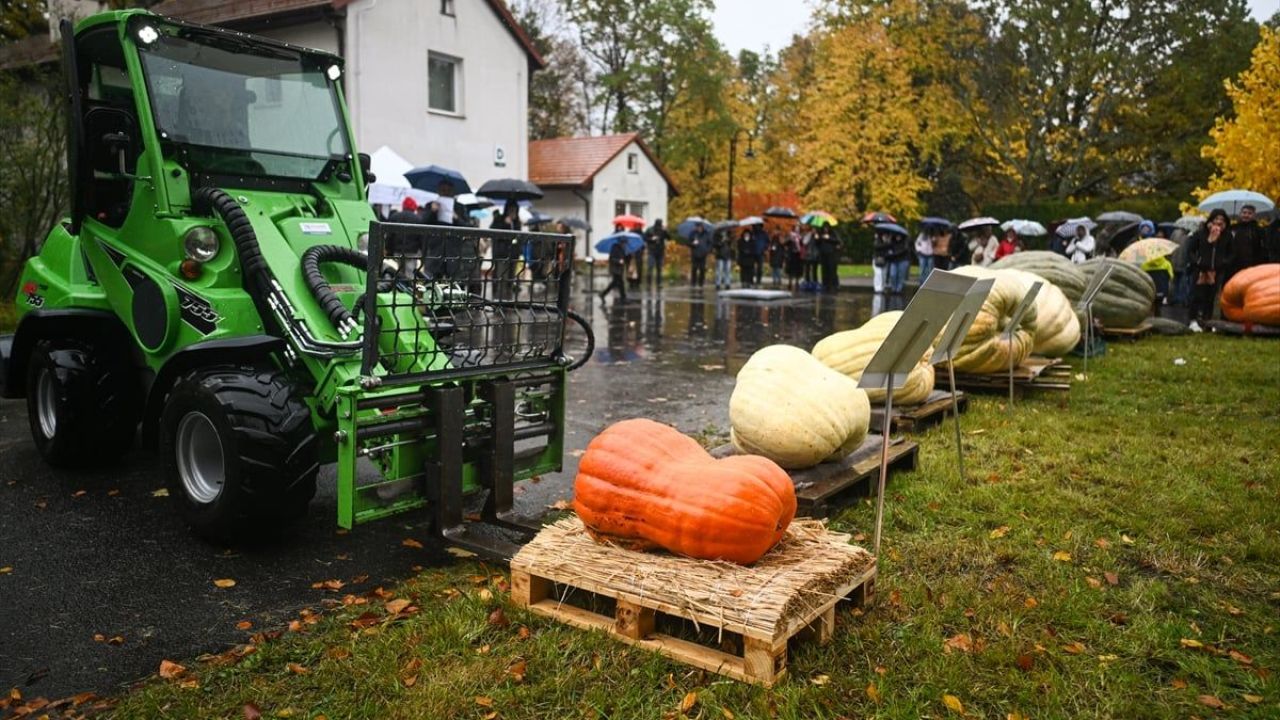 Dev Bal Kabağı Yarışması ( 546 kilogram ) 13