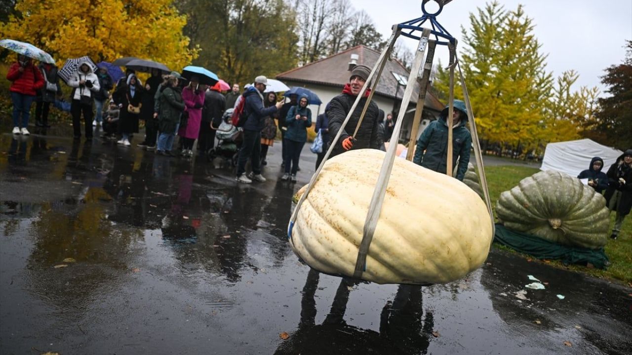 Dev Bal Kabağı Yarışması ( 546 kilogram ) 19