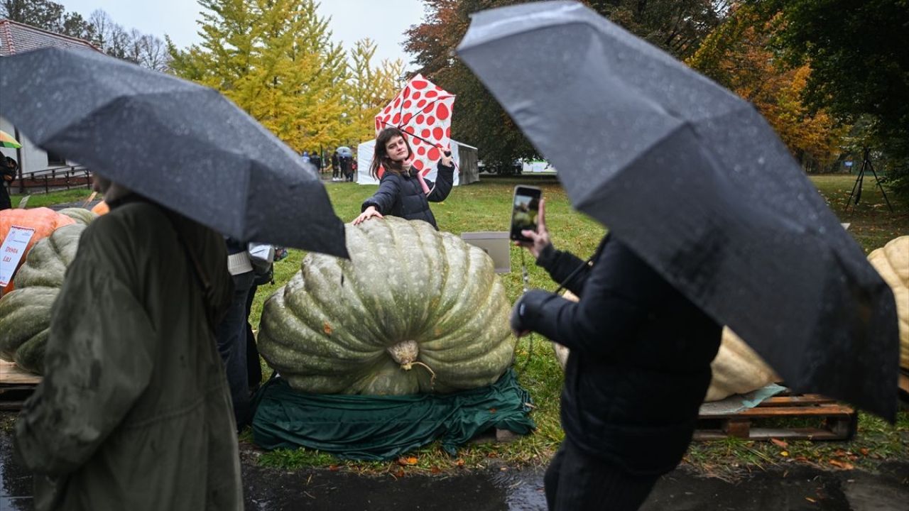 Dev Bal Kabağı Yarışması ( 546 kilogram ) 2