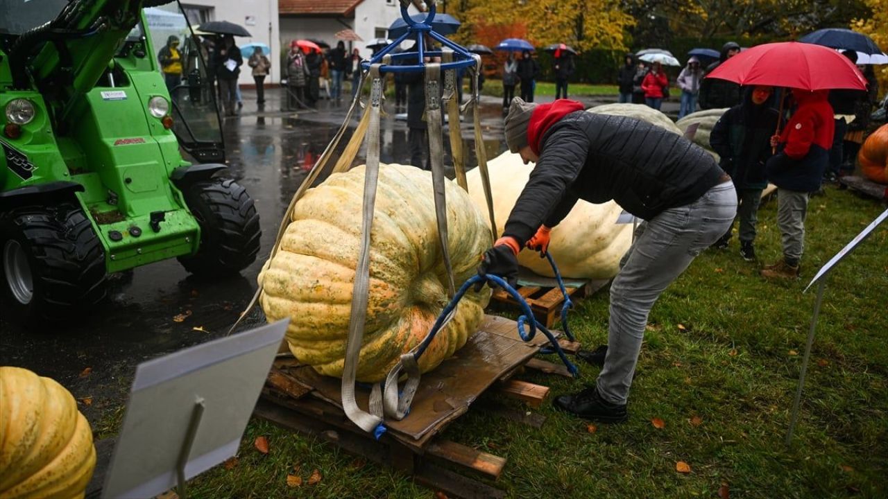 Dev Bal Kabağı Yarışması ( 546 kilogram ) 20