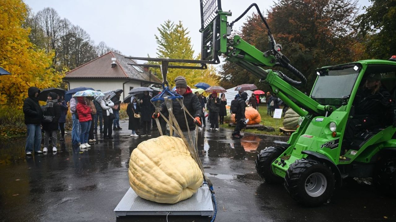 Dev Bal Kabağı Yarışması ( 546 kilogram ) 4