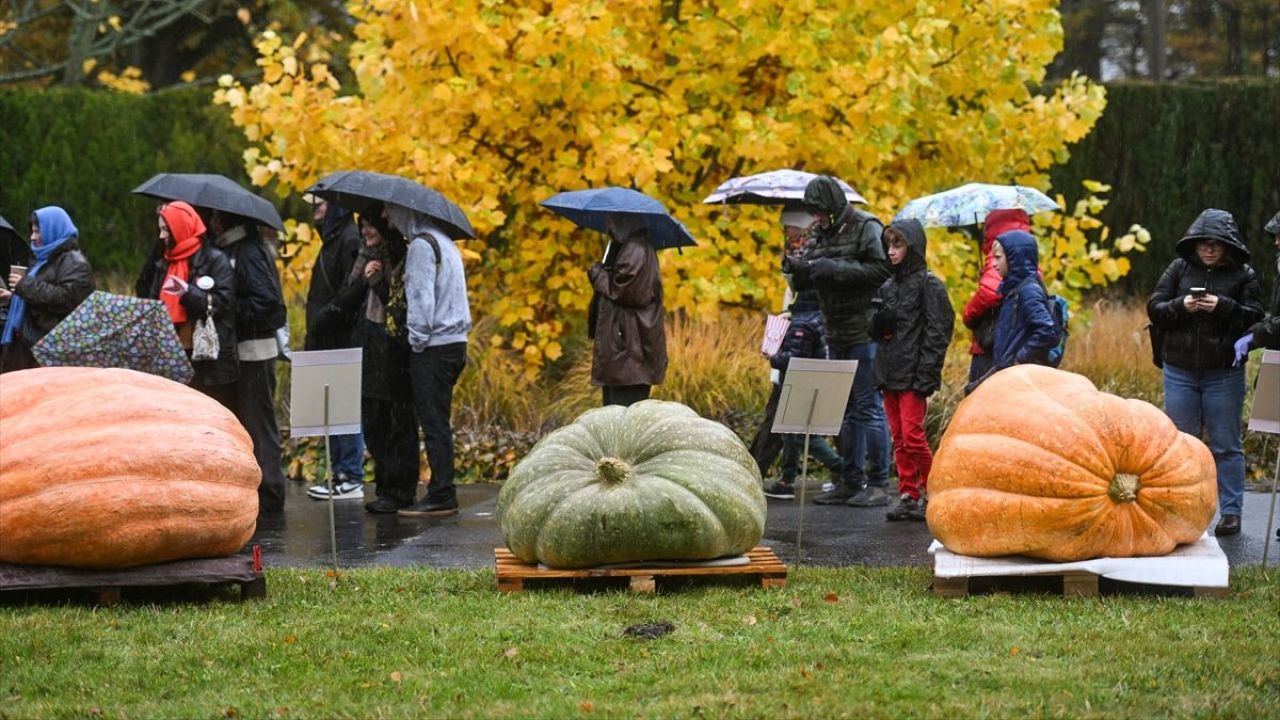 Dev Bal Kabağı Yarışması ( 546 kilogram ) 18