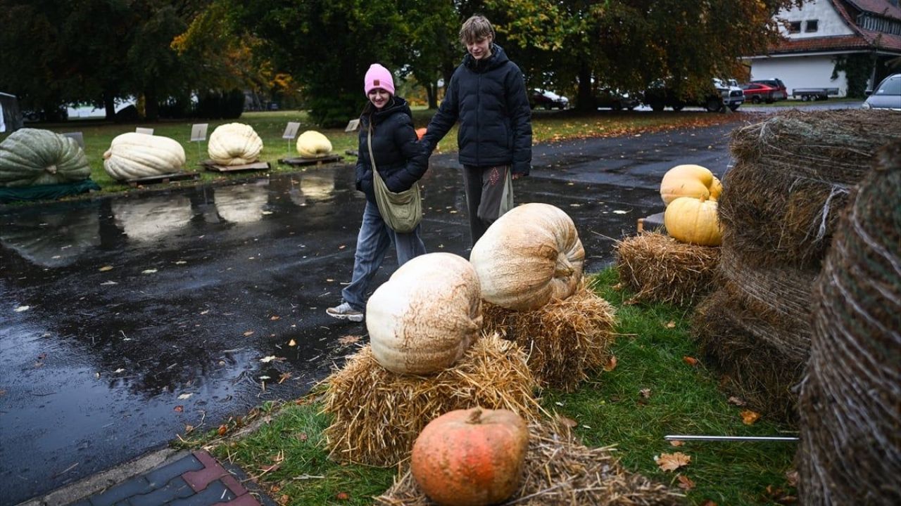 Dev Bal Kabağı Yarışması ( 546 kilogram ) 8