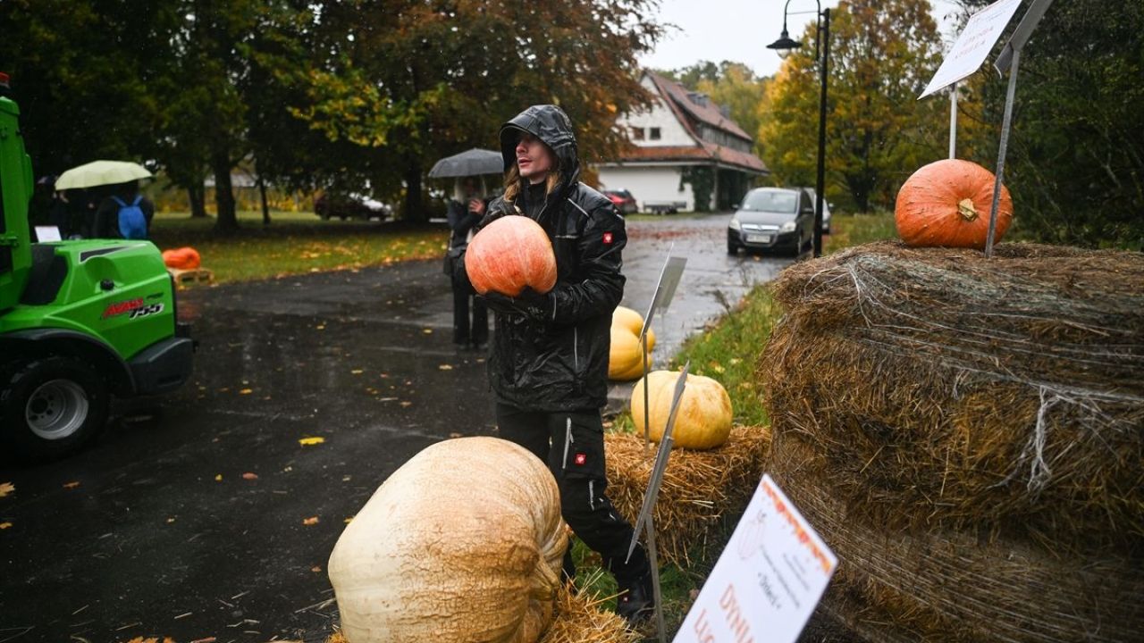Dev Bal Kabağı Yarışması ( 546 kilogram ) 14