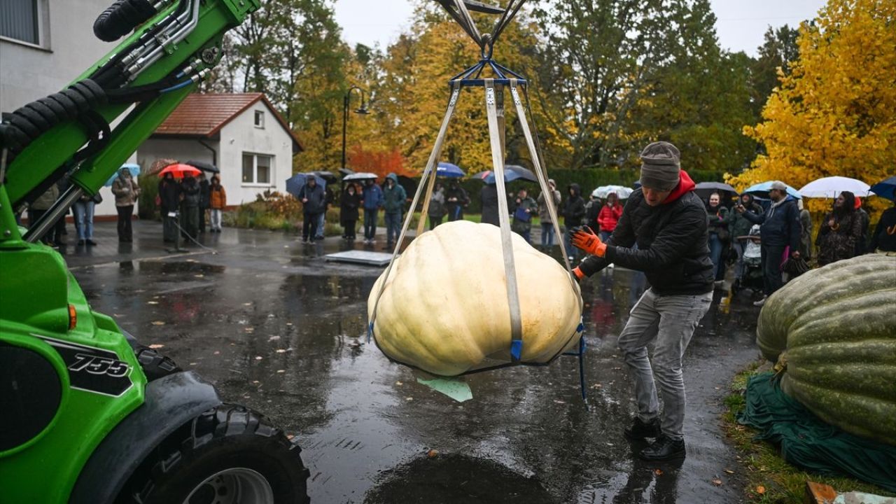 Dev Bal Kabağı Yarışması ( 546 kilogram ) 12