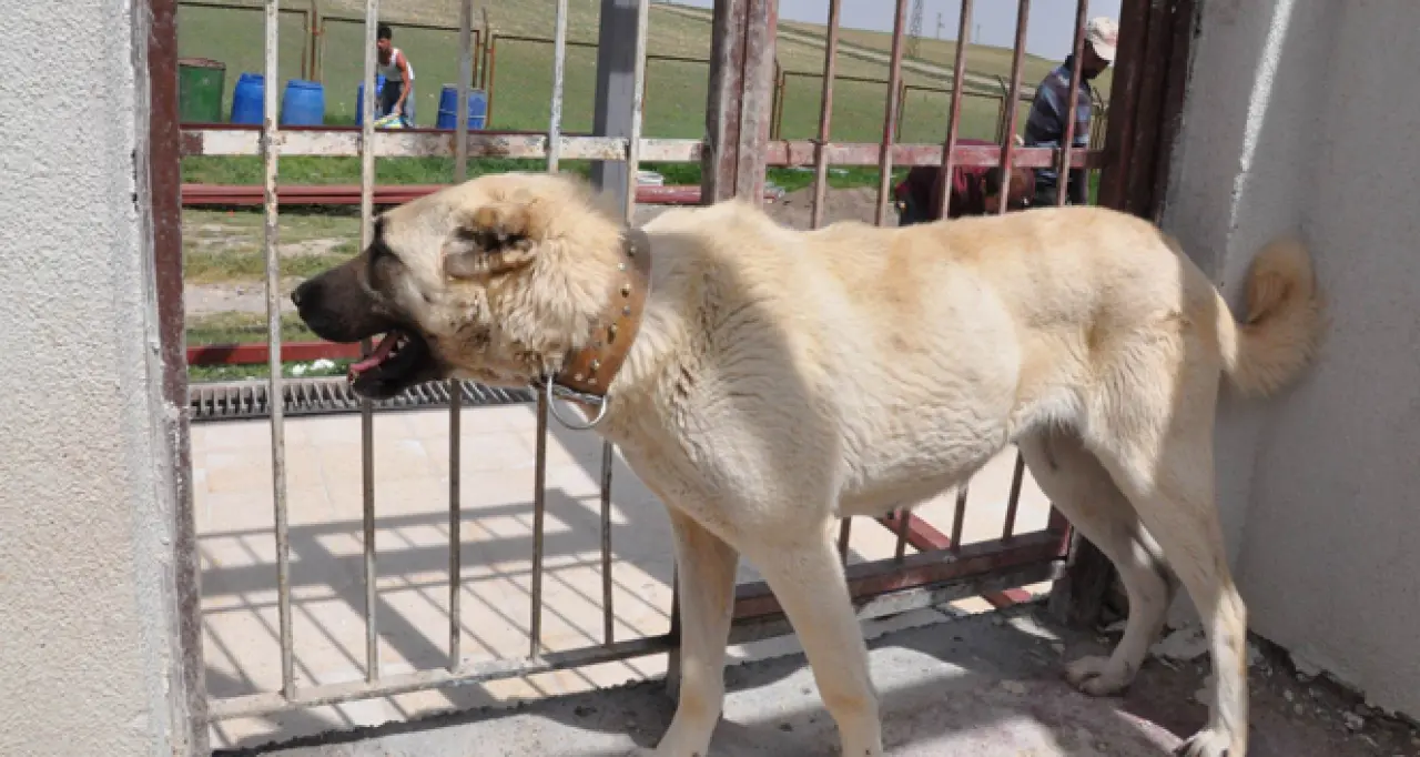 Osmanlı Kangal Köpeğini Savaşta Kullanmış! 8