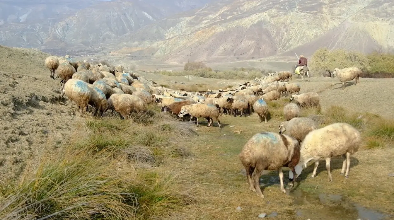 Erzincan’da skandal görüntüler! Şaplı hayvanlar gece gizlice bırakıldı 3