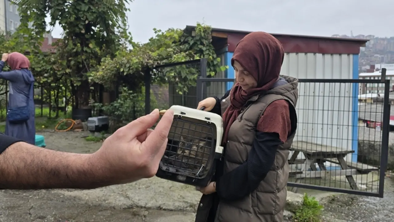 ‘Öldü’ sanılan kedi, bacağında mermiyle geri döndü 2