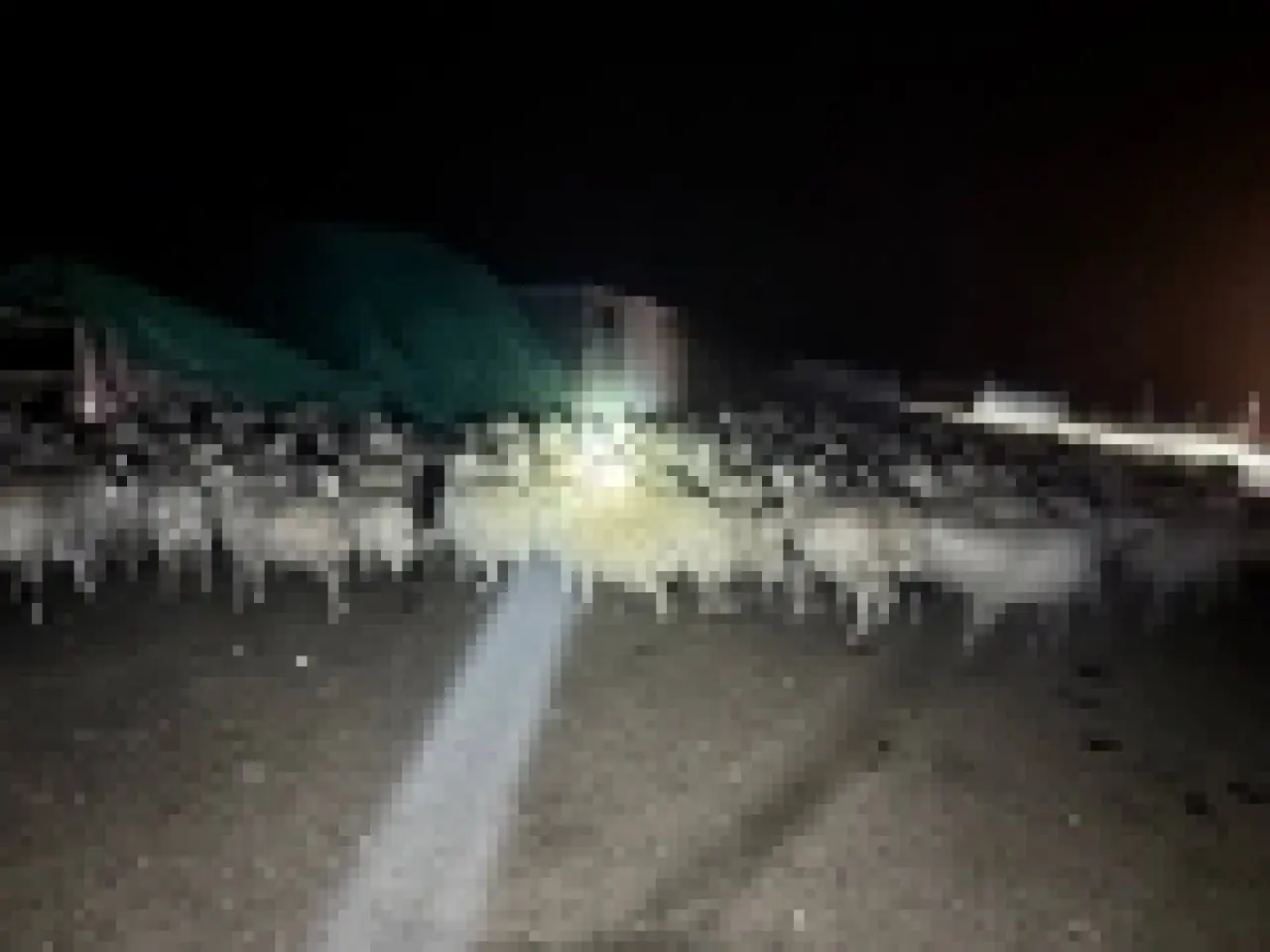 Erzincan’da sis alarmı! 200 koyun için zorlu arama 1