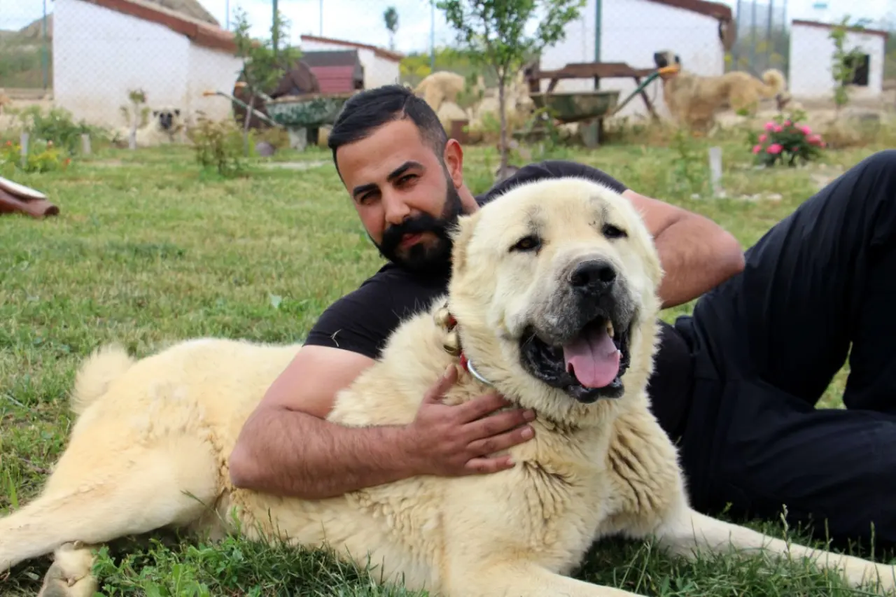 Osmanlı Kangal Köpeğini Savaşta Kullanmış! 2