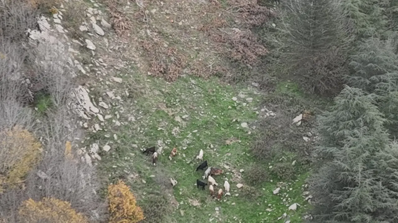 Osmaniye’de 15 koyun sırra kadem bastı! Dronlar izlerini sürdü 1