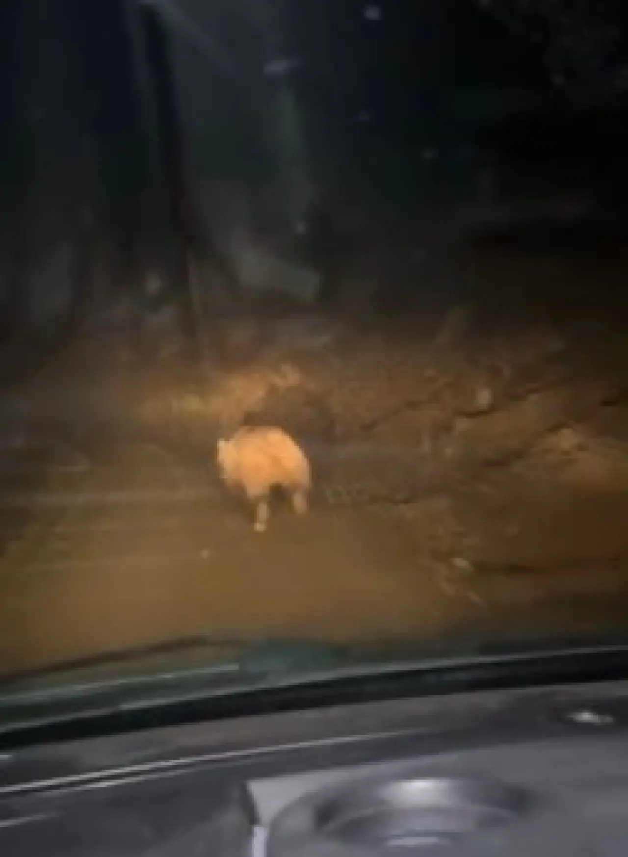 Evini talana uğratan ayıyı görünce kamyonetle üzerine sürdü 2