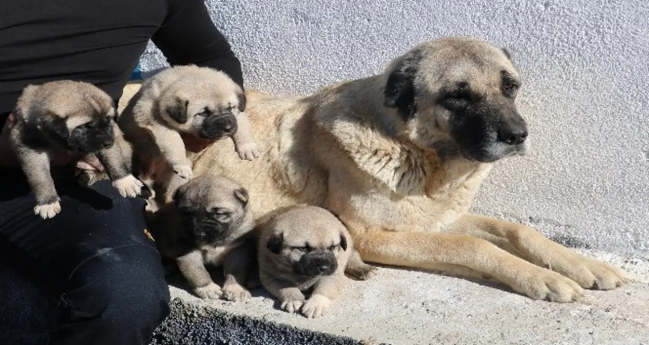 Osmanlı Kangal Köpeğini Savaşta Kullanmış! 9