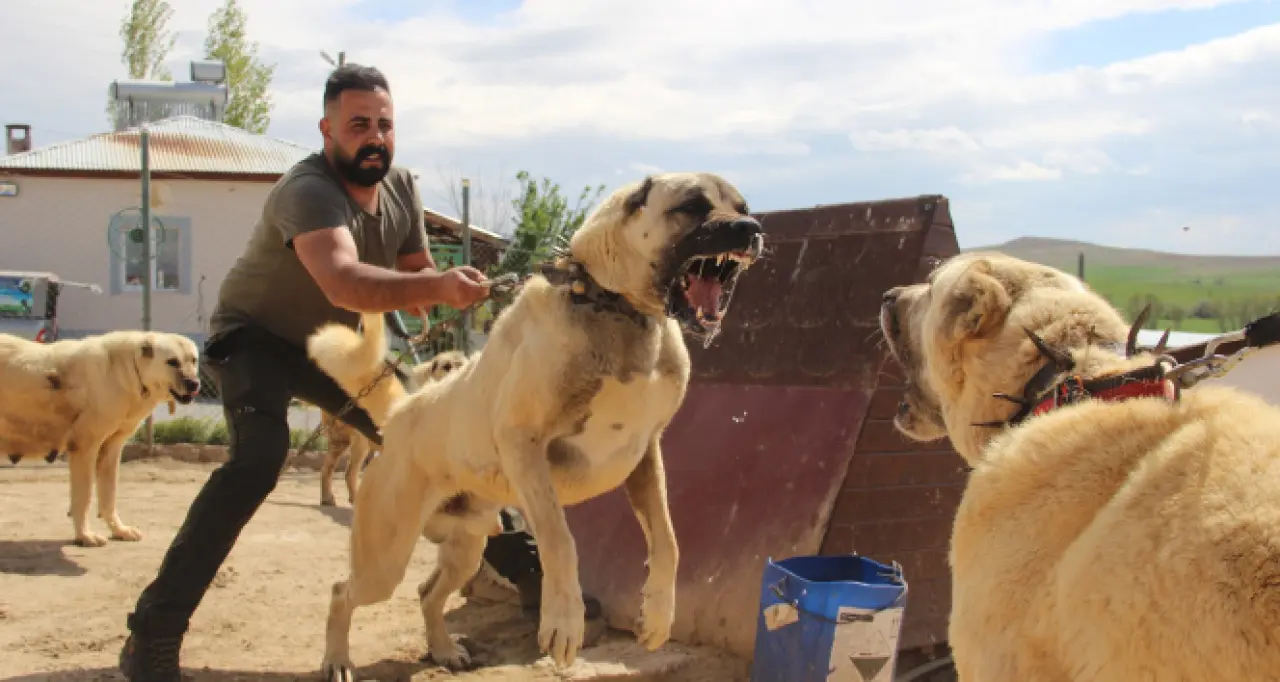 Osmanlı Kangal Köpeğini Savaşta Kullanmış! 11