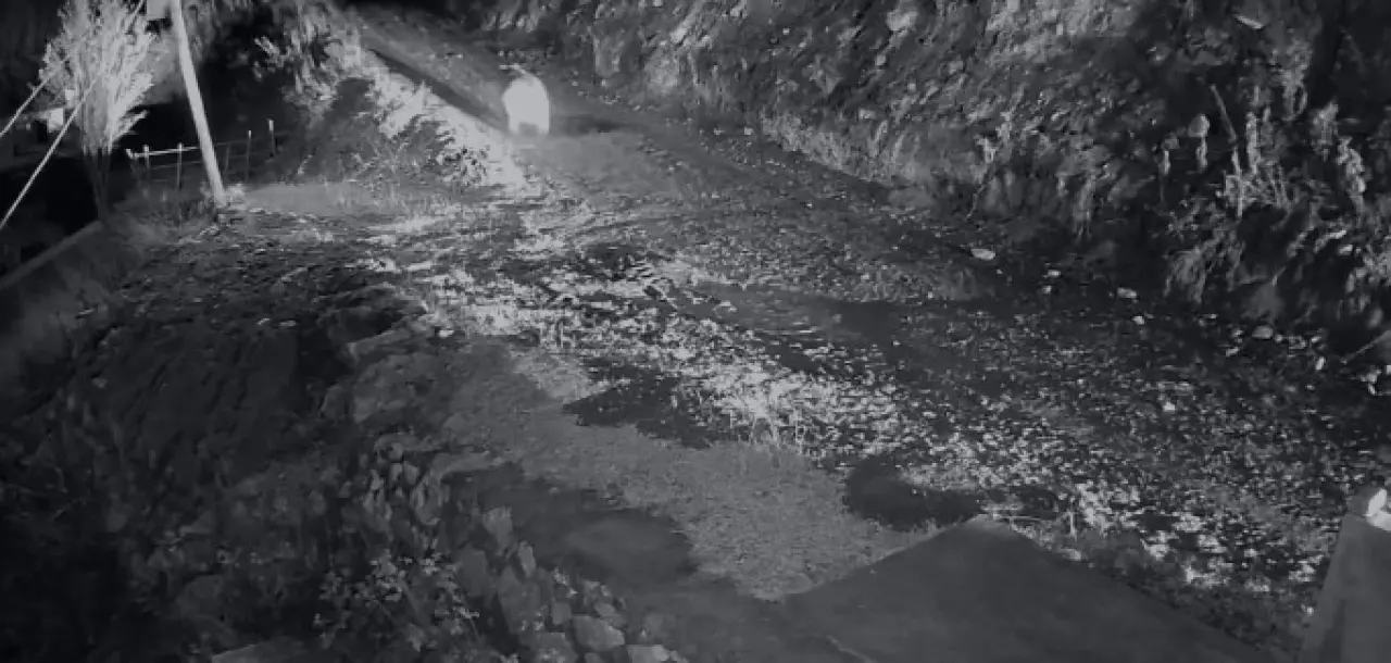 Evini talana uğratan ayıyı görünce kamyonetle üzerine sürdü 3