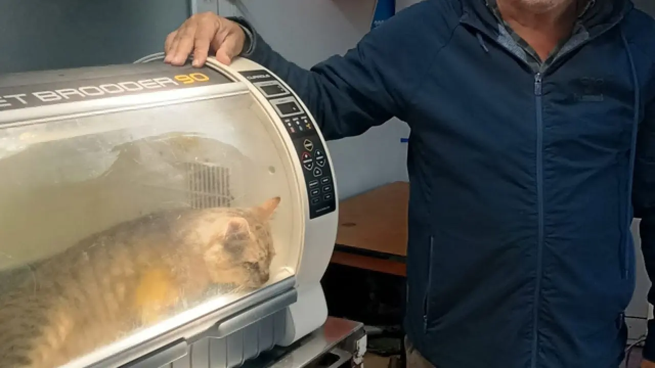 ‘Öldü’ sanılan kedi, bacağında mermiyle geri döndü 1