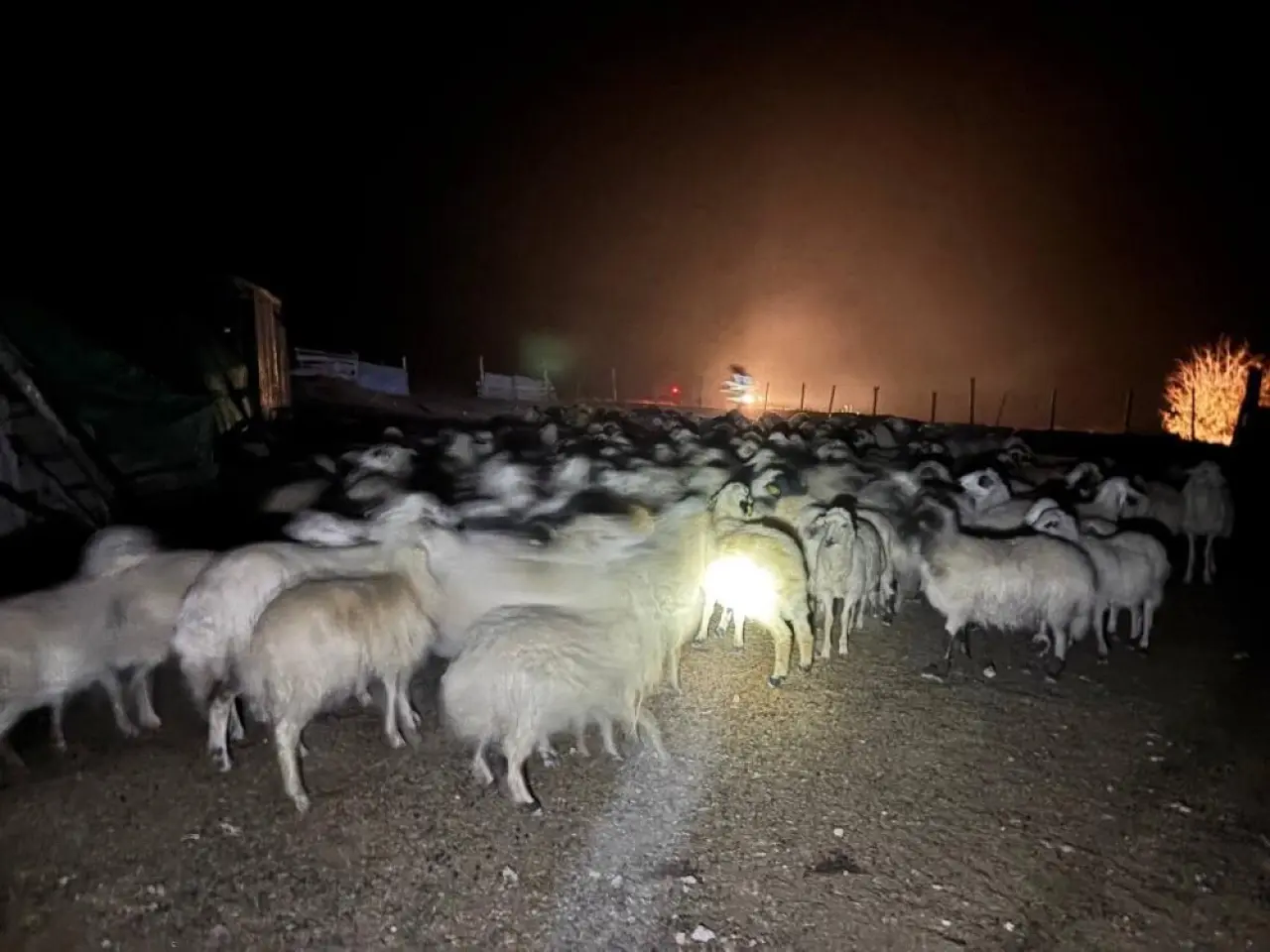 Erzincan’da sis alarmı! 200 koyun için zorlu arama 2