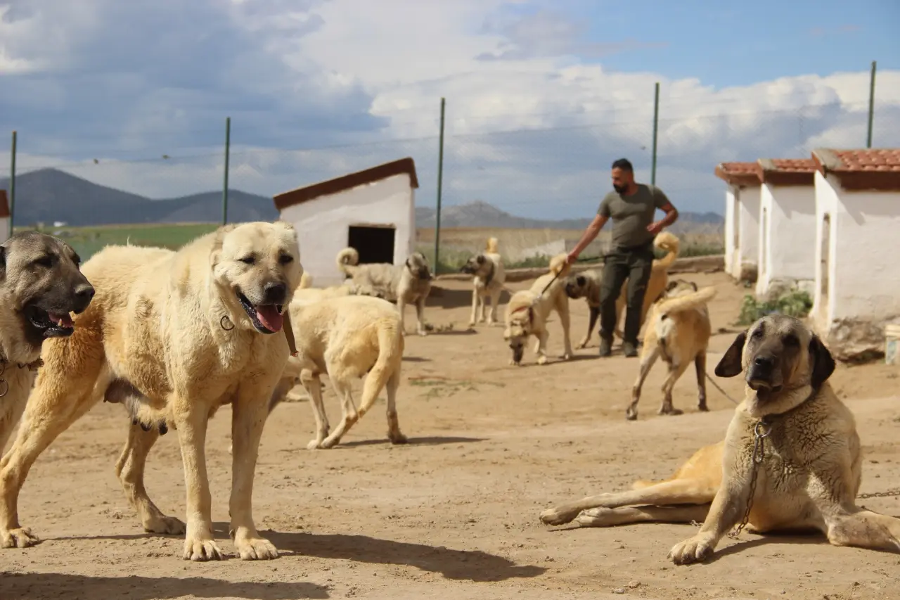 Osmanlı Kangal Köpeğini Savaşta Kullanmış! 4