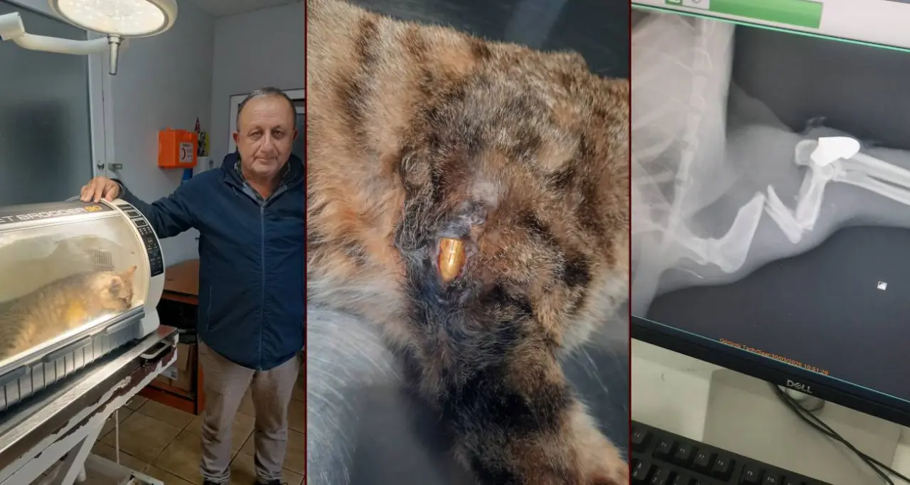 ‘Öldü’ sanılan kedi, bacağında mermiyle geri döndü 5