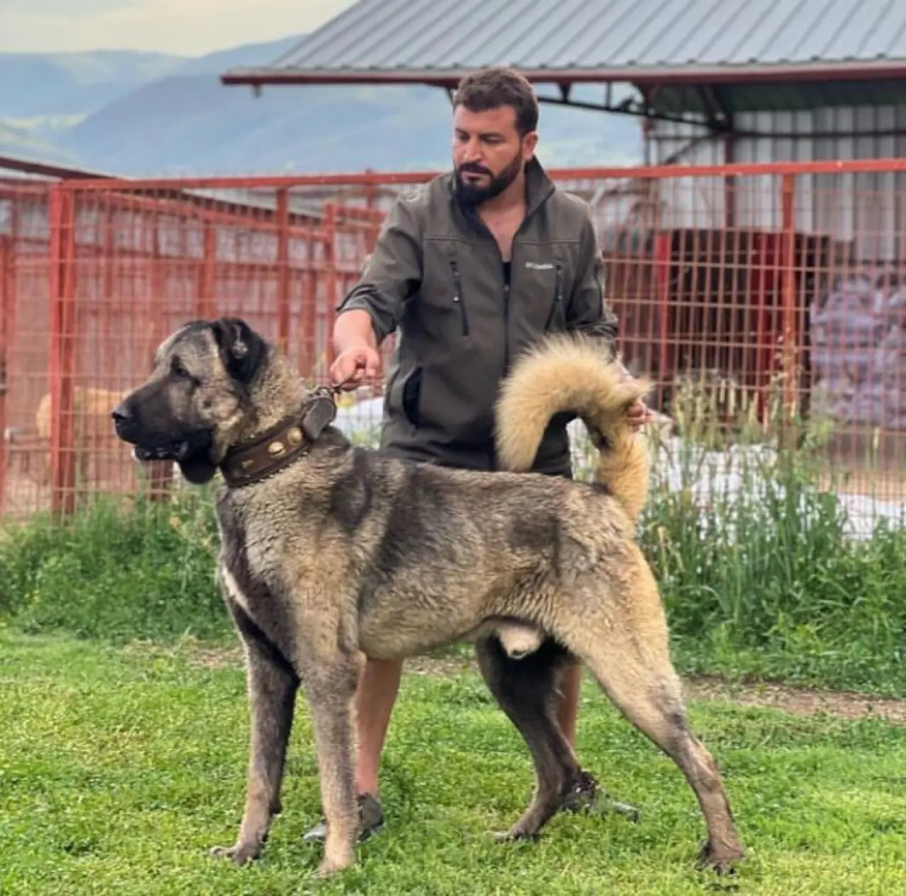Osmanlı Kangal Köpeğini Savaşta Kullanmış! 5