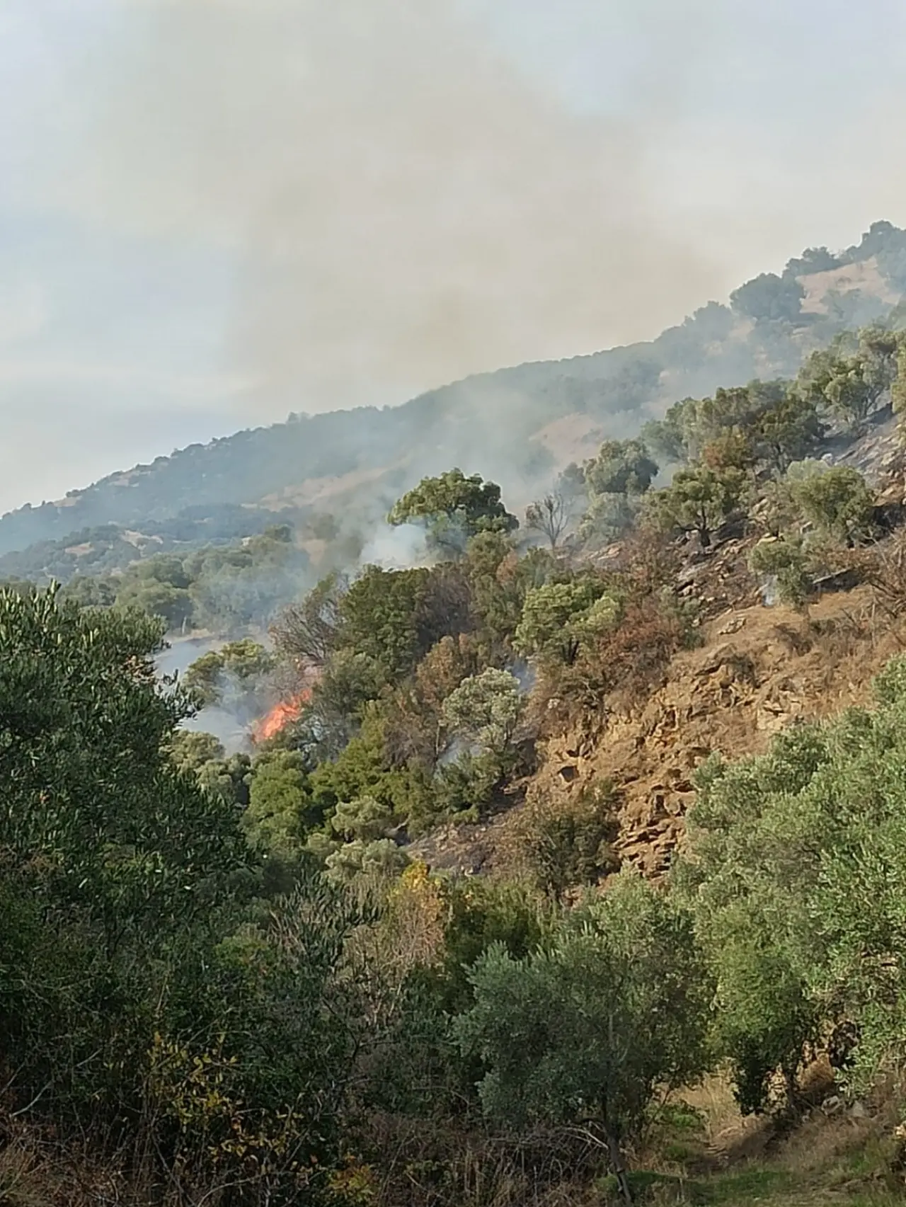 Aydın'da korkutan yangın alarmı: Alevler kontrolden çıktı! 3