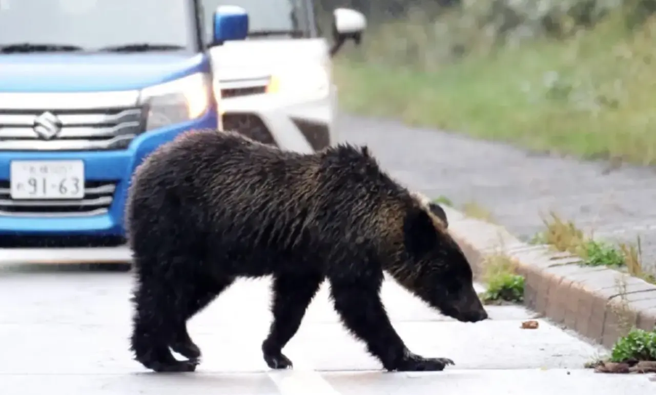 Ayı kabusu: Emekli polis ve askerler göreve çağrıldı 3