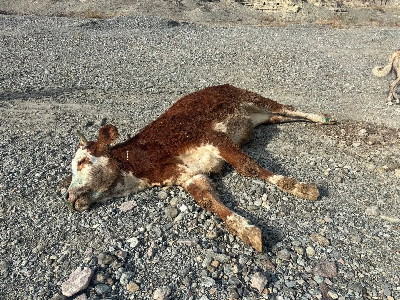 Erzincan’da skandal görüntüler! Şaplı hayvanlar gece gizlice bırakıldı 1