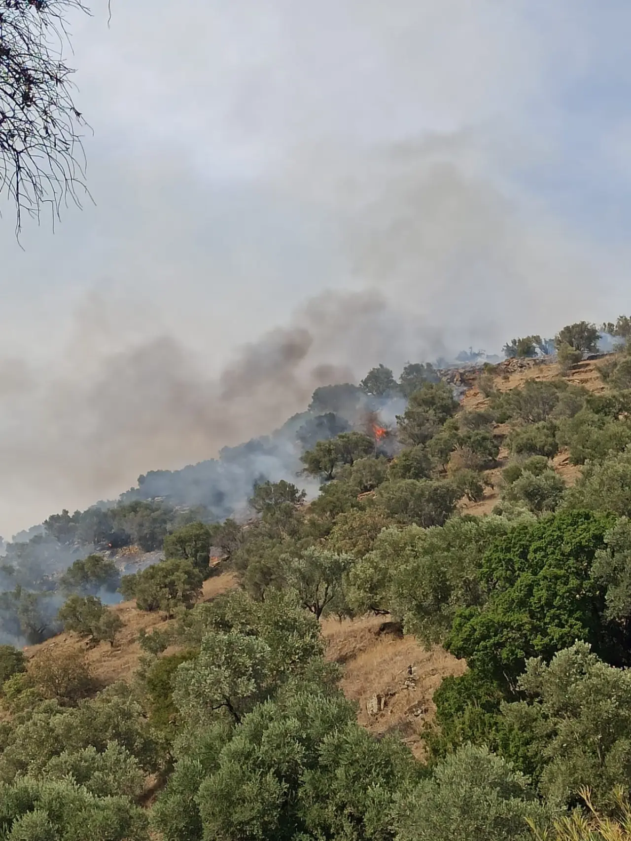 Aydın'da korkutan yangın alarmı: Alevler kontrolden çıktı! 2