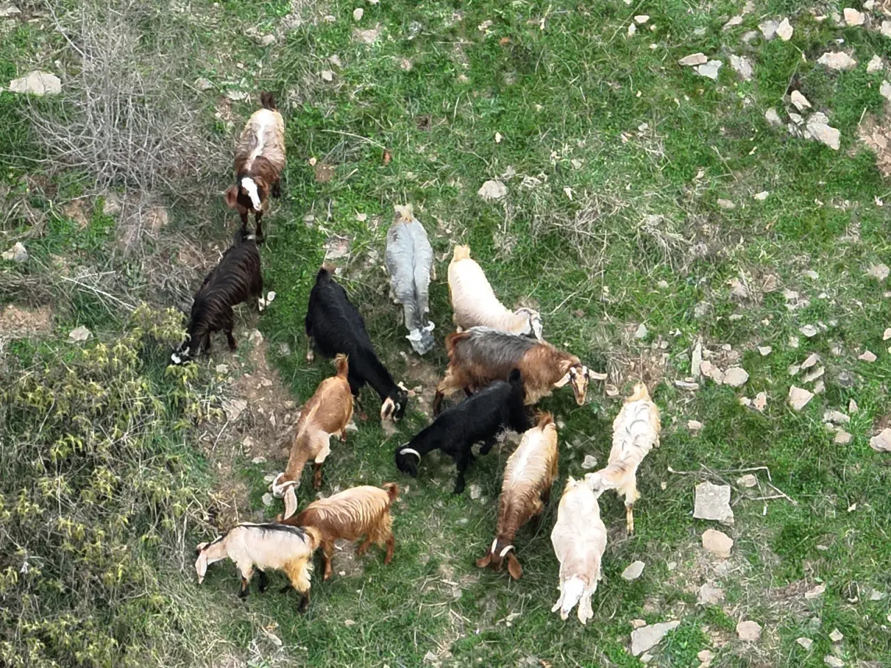 Osmaniye’de 15 koyun sırra kadem bastı! Dronlar izlerini sürdü 3