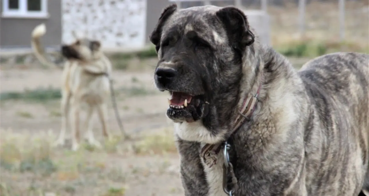 Osmanlı Kangal Köpeğini Savaşta Kullanmış! 10