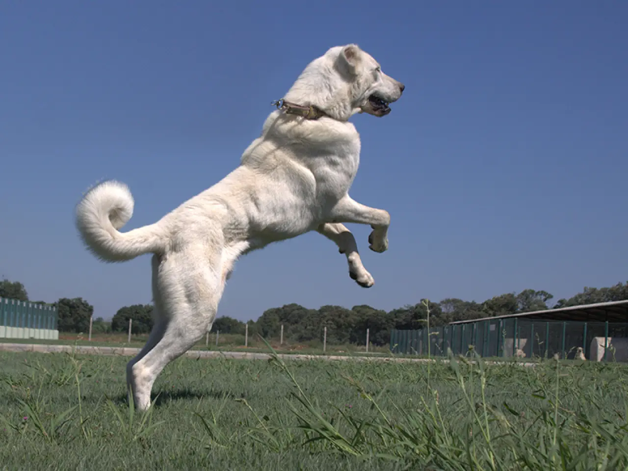 Osmanlı Kangal Köpeğini Savaşta Kullanmış! 1