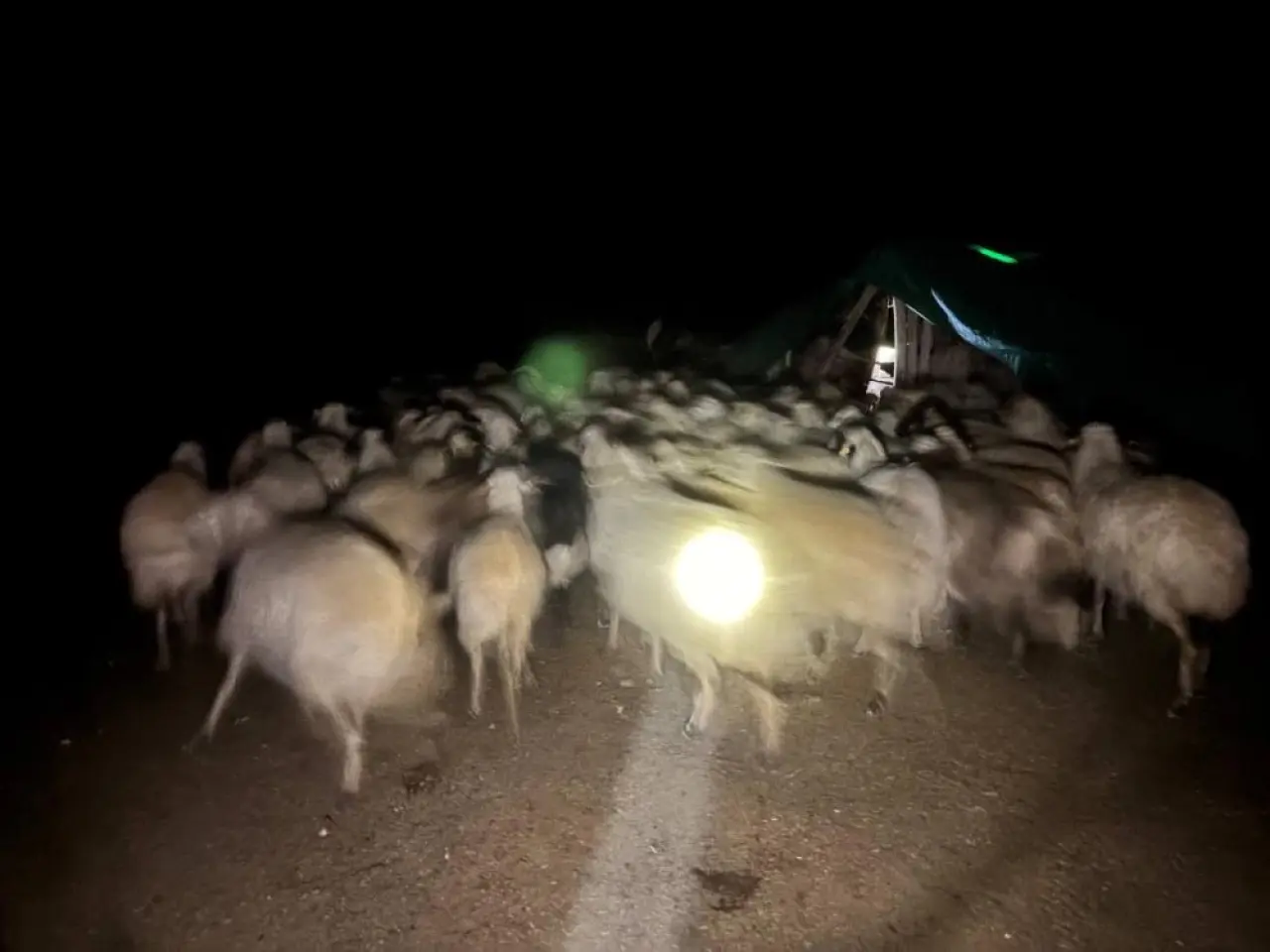 Erzincan’da sis alarmı! 200 koyun için zorlu arama 3