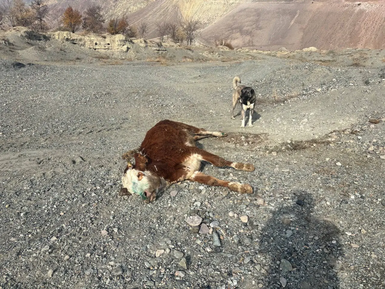 Erzincan’da skandal görüntüler! Şaplı hayvanlar gece gizlice bırakıldı 2