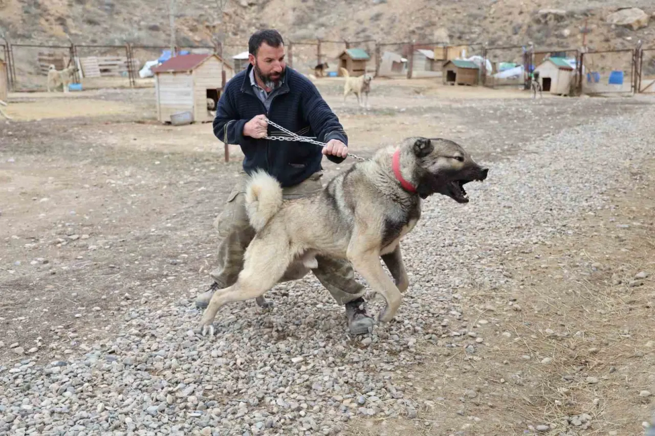 Osmanlı Kangal Köpeğini Savaşta Kullanmış! 6