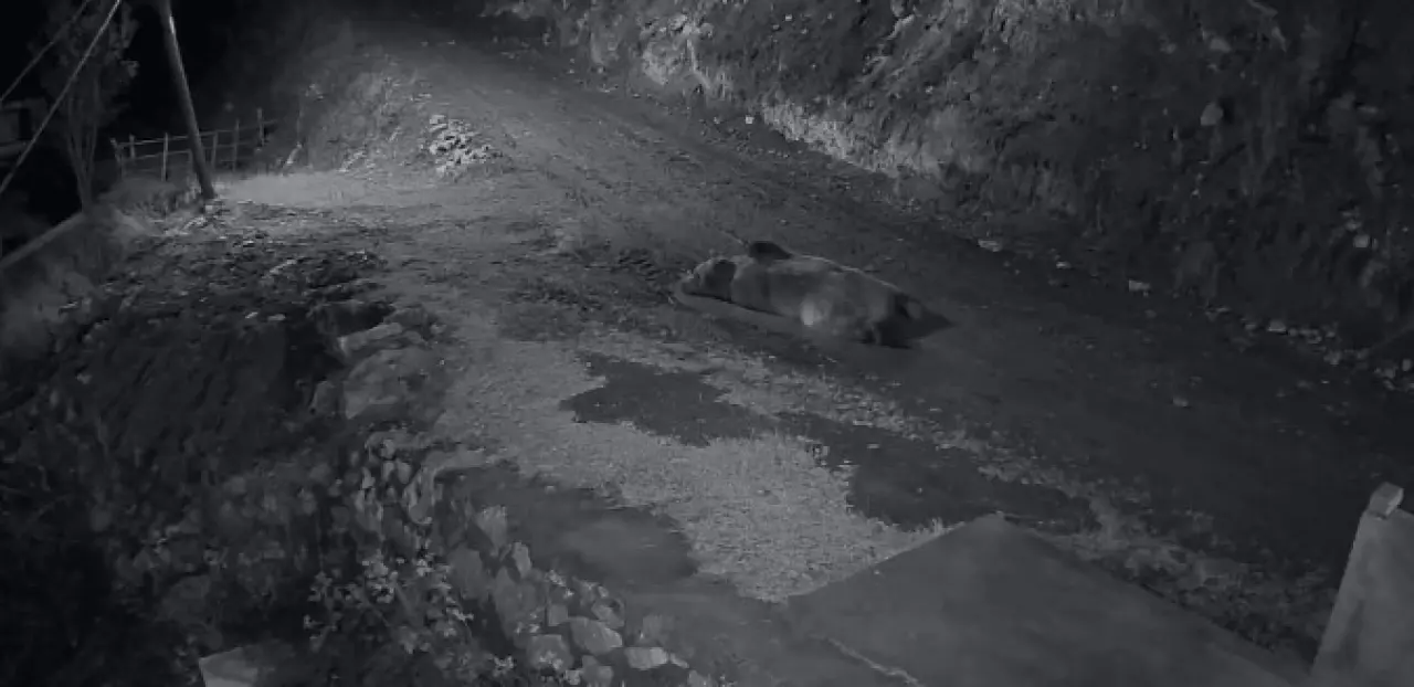 Evini talana uğratan ayıyı görünce kamyonetle üzerine sürdü 1