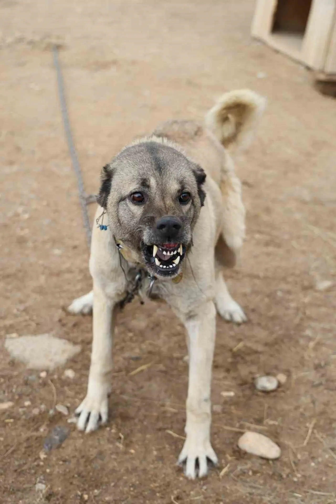 Osmanlı Kangal Köpeğini Savaşta Kullanmış! 7