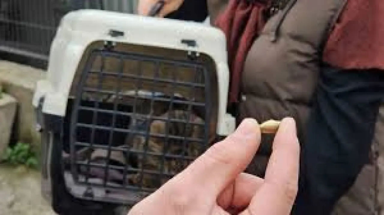 ‘Öldü’ sanılan kedi, bacağında mermiyle geri döndü 3