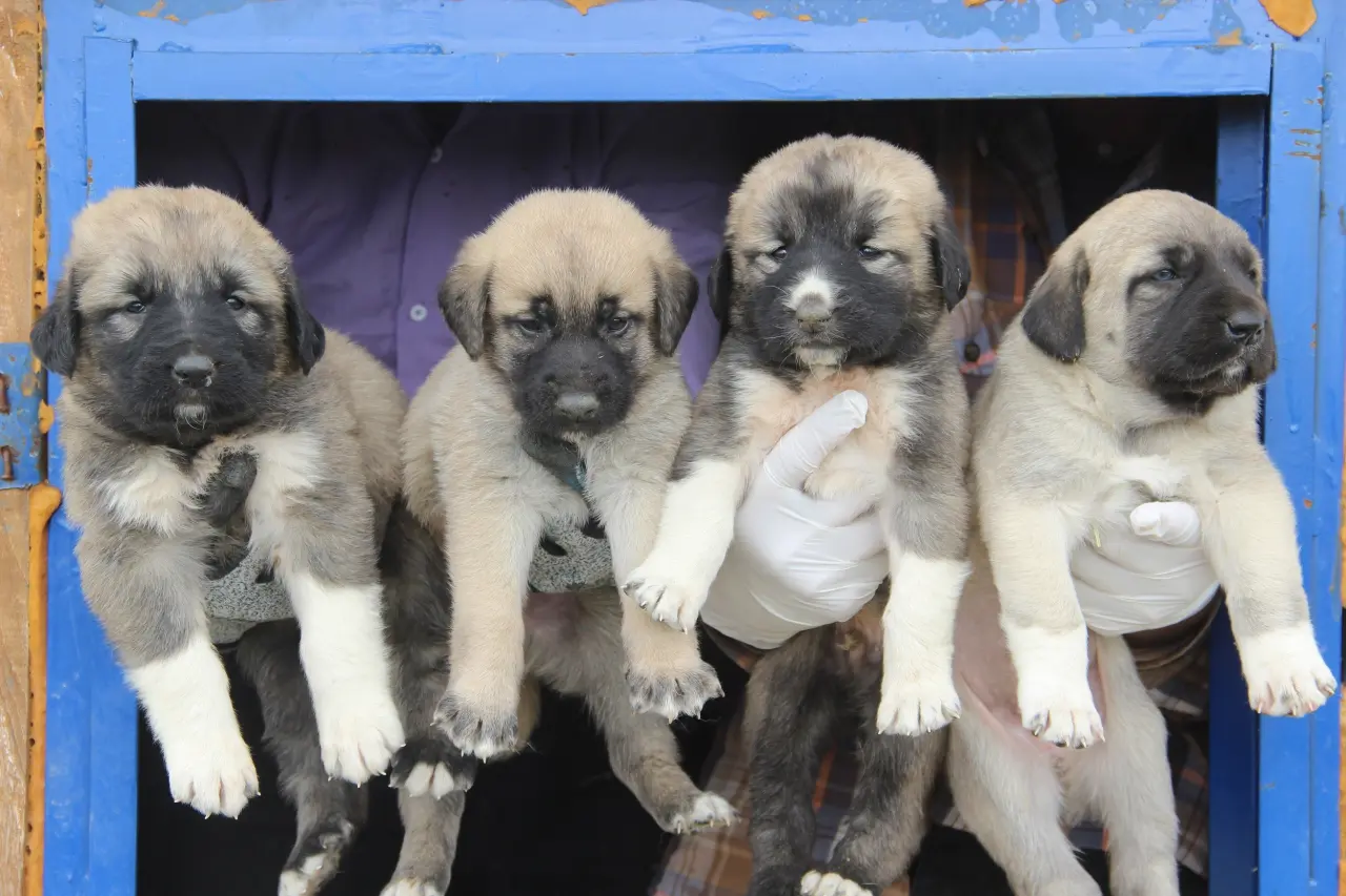 Osmanlı Kangal Köpeğini Savaşta Kullanmış! 3