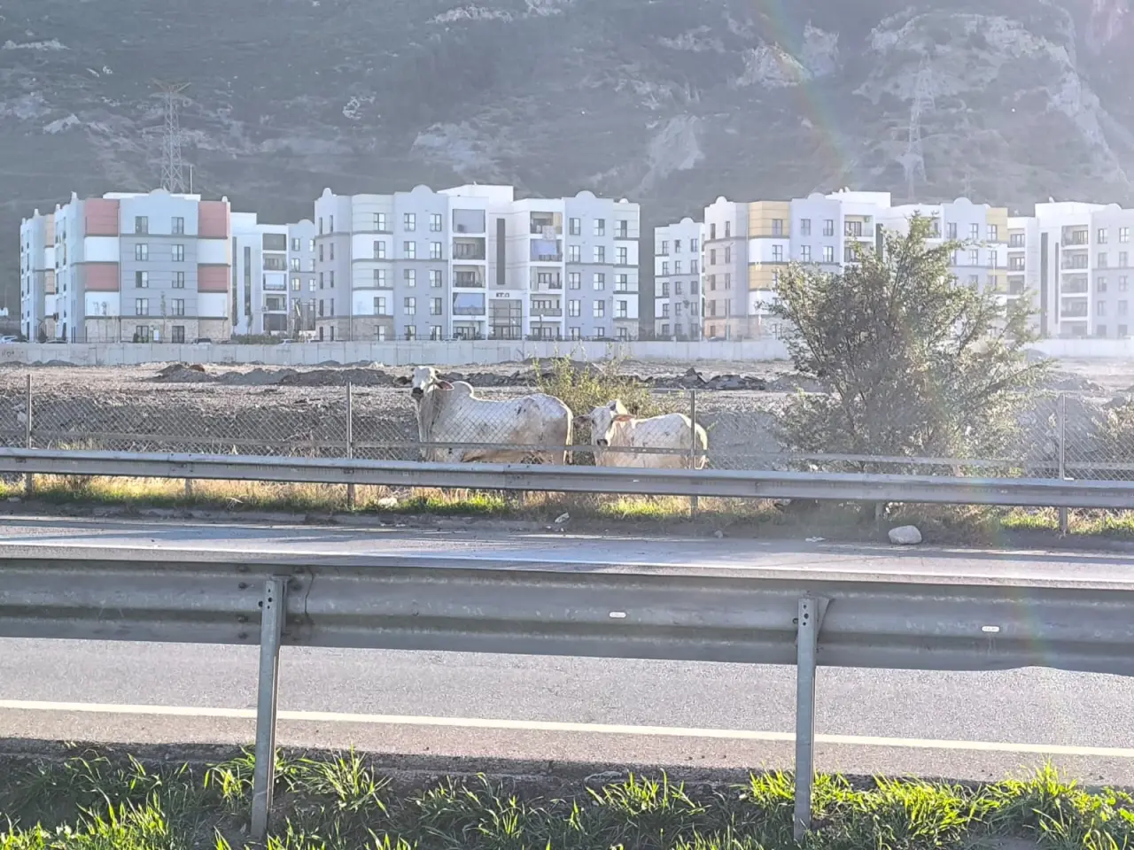 Hatay’da eşine az rastlanır olay! Tır devrildi, anguslar şehri bastı! 2