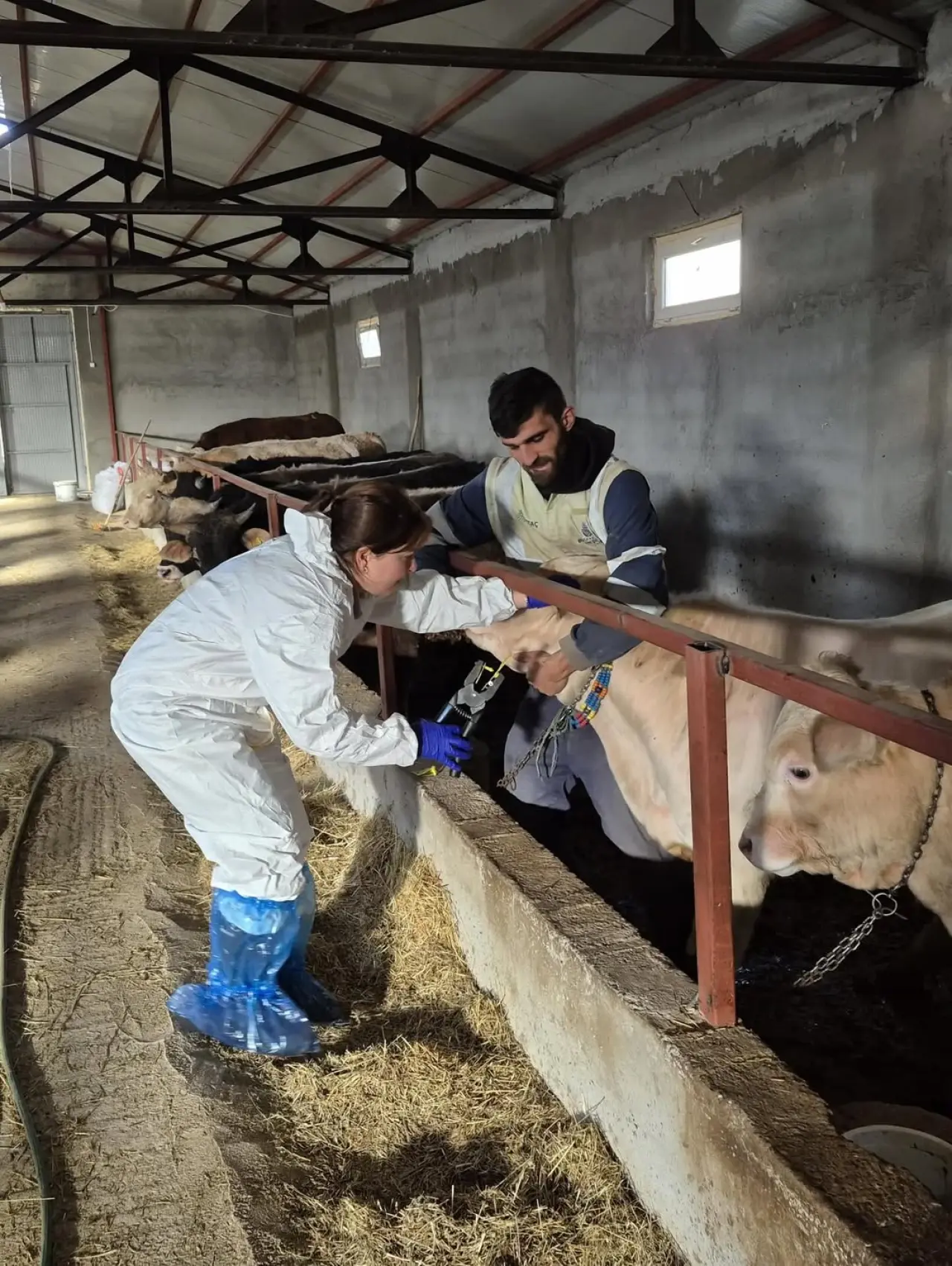 Sivas’ta Şap Hastalığına Karşı Rapel Aşılama Çalışmaları Devam Ediyor 2
