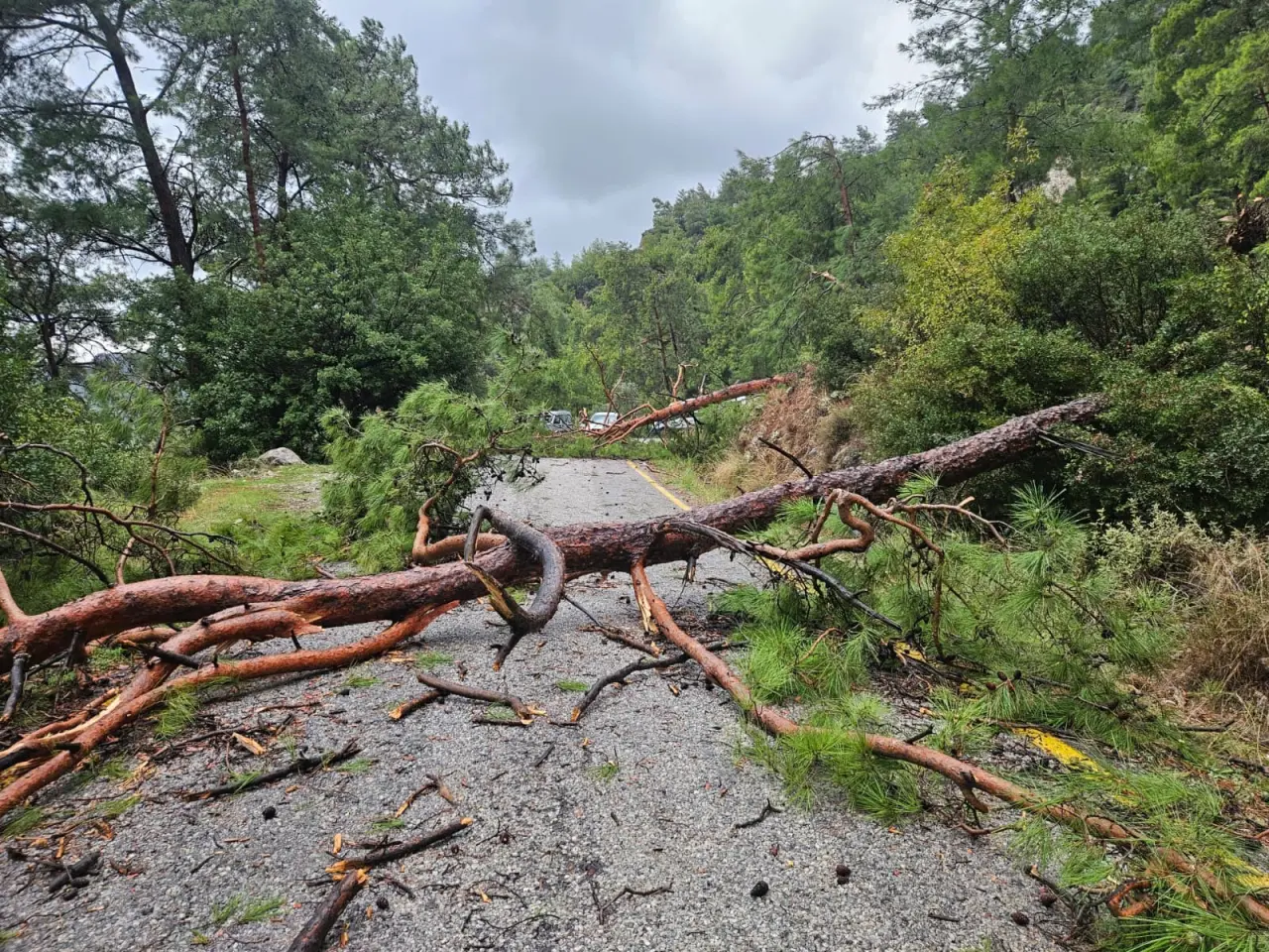 Muğla’da doğa felaketi! Dev çam ağaçları yolu kapattı 2