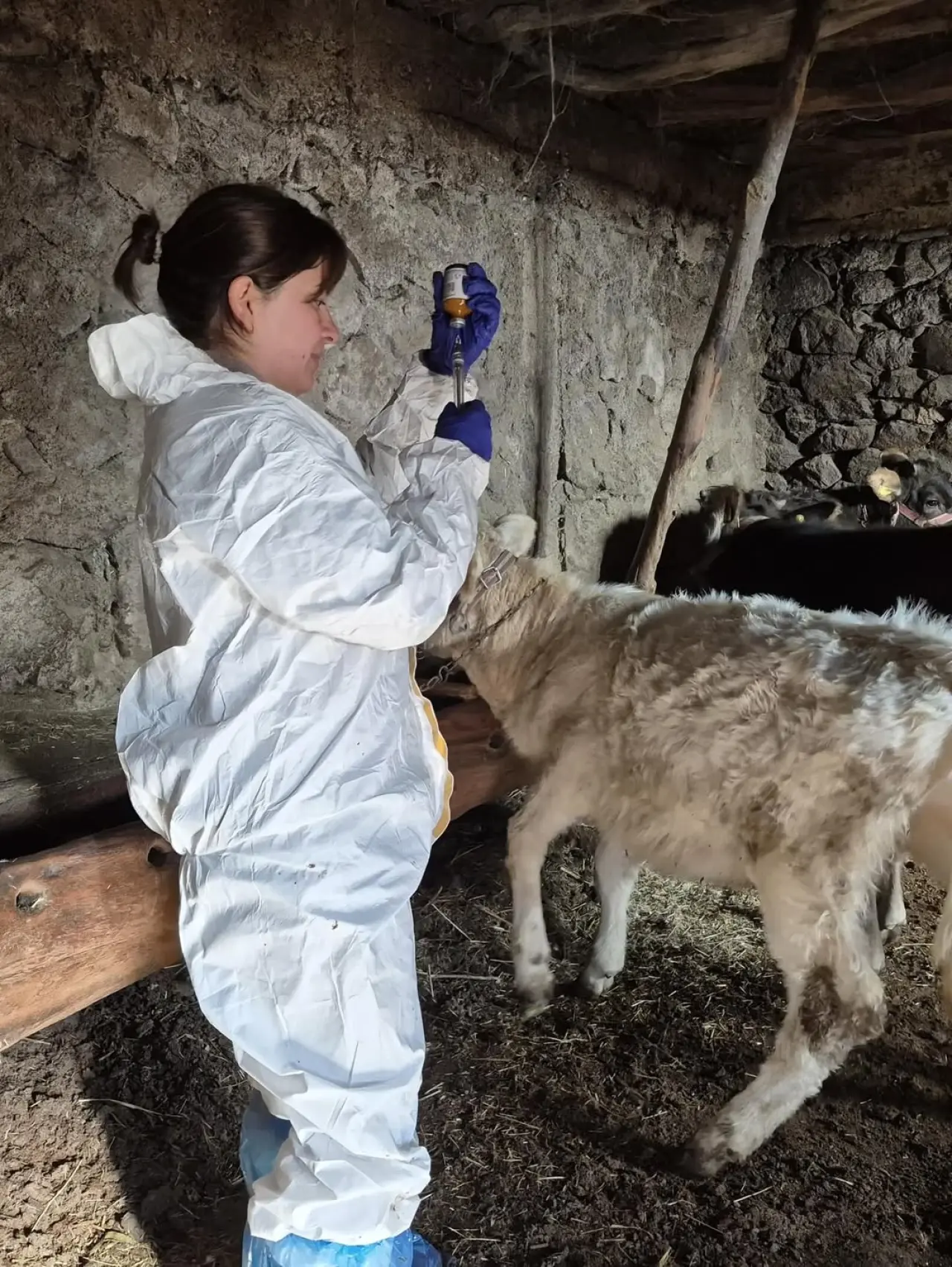 Sivas’ta Şap Hastalığına Karşı Rapel Aşılama Çalışmaları Devam Ediyor 1