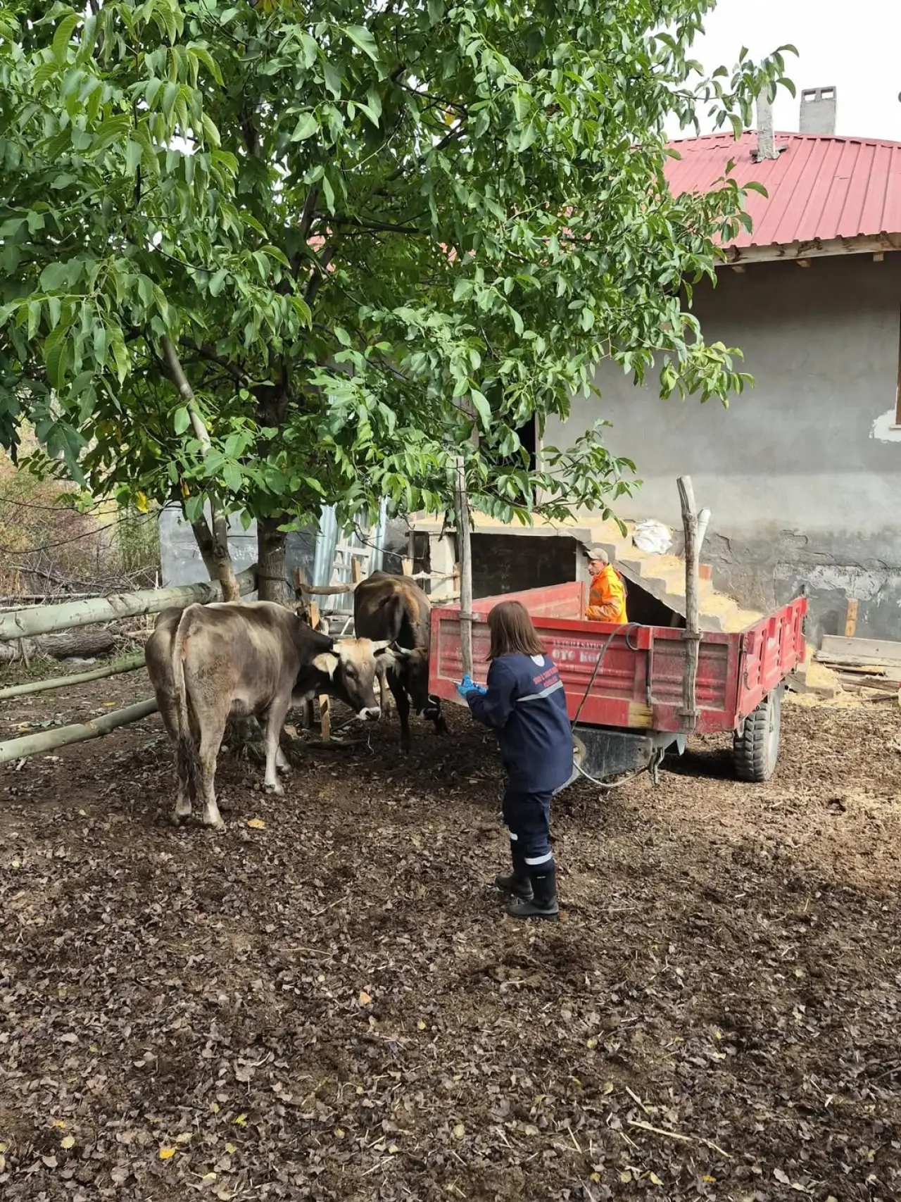 Sivas’ta Şap Hastalığına Karşı Rapel Aşılama Çalışmaları Devam Ediyor 5