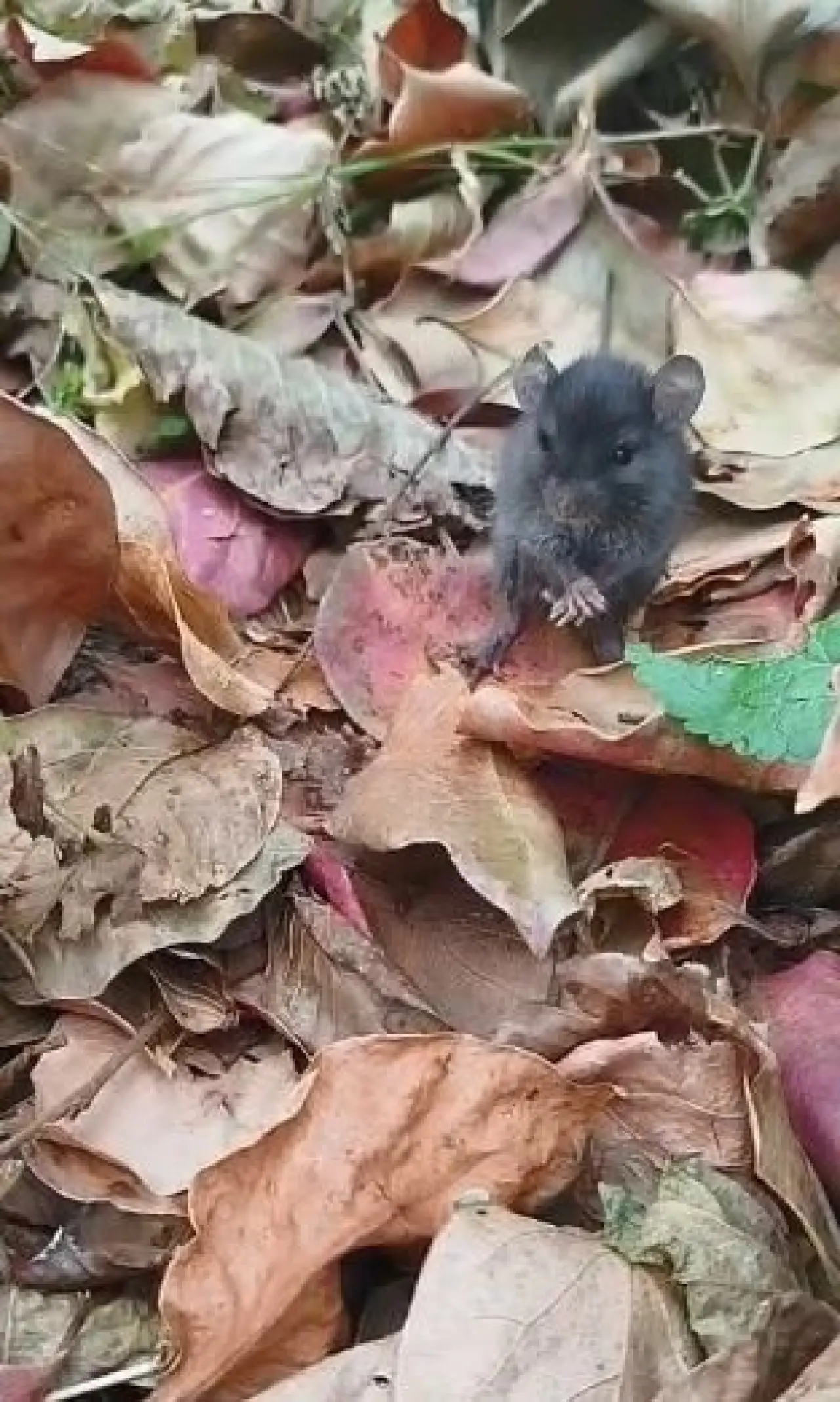 Bahçeye giren fareyle konuştu! Hurma ikram etti 1