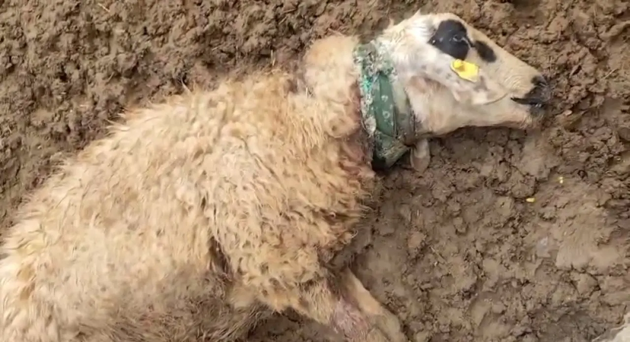 Kurtlar merayı kana buladı: 18 koyun telef oldu! 2