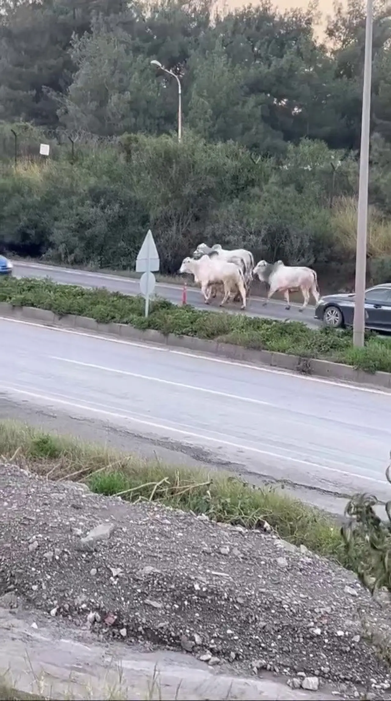 Hatay’da eşine az rastlanır olay! Tır devrildi, anguslar şehri bastı! 5