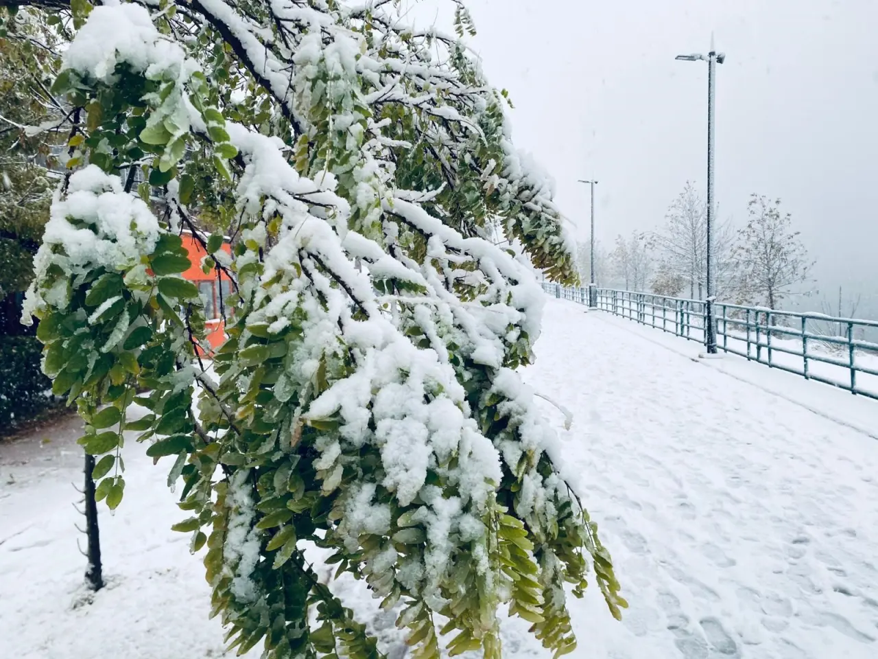 Karın ağırlığı yetti! Birecik’te ağaçlar çöktü, araçlar pert oldu 4