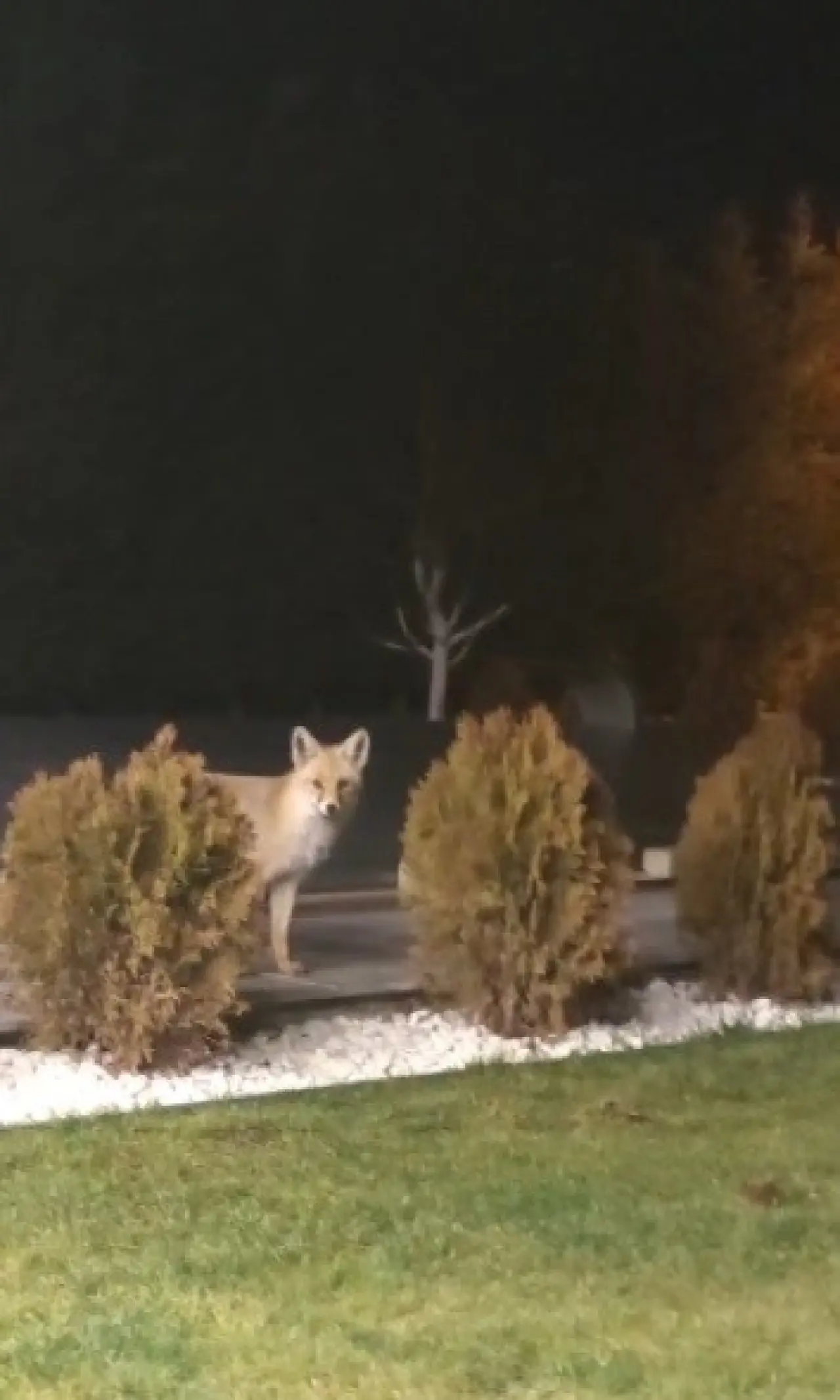 Tilki mamaya geldi, kedi tokadıyla geri döndü! 2